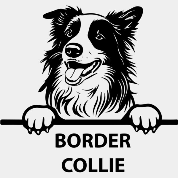 border collie  Miniaturansicht