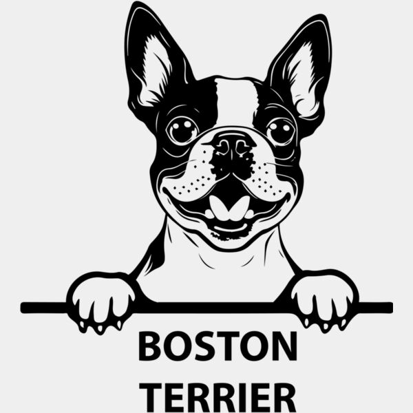 boston terrier  Miniaturansicht