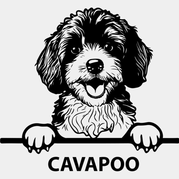 cavapoo  Miniaturansicht