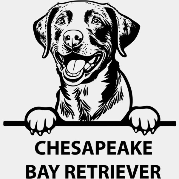 chesapeake bay retriever  Miniaturansicht