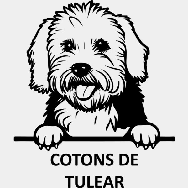 COTONS DE TULEAR  Miniaturansicht
