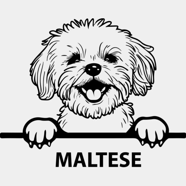 maltese  Miniaturansicht