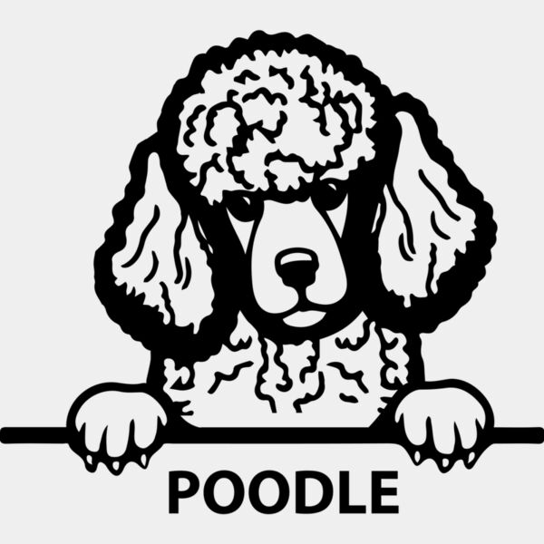 poodle 1  Miniaturansicht